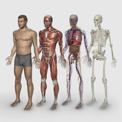 Camadas do corpo humano lado a lado: pele, músculos, sistema circulatório e órgãos, e esqueleto